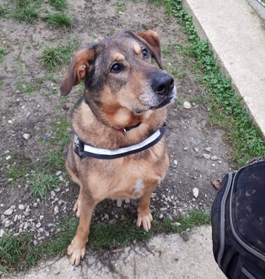 Rocky hübscher Schäferhund Mix Rüde sucht sein Zuhause, Schäferhund Mix - Rüde