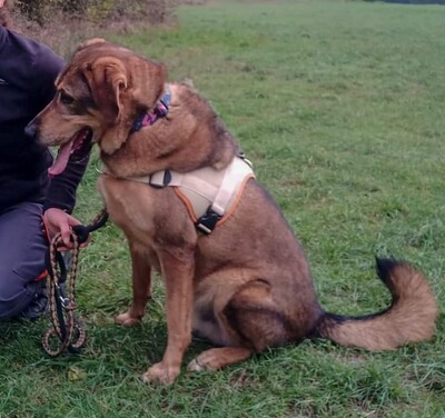 Rocky hübscher Schäferhund Mix Rüde sucht sein Zuhause, Schäferhund Mix - Rüde