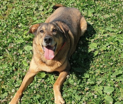 Rocky hübscher Schäferhund Mix Rüde sucht sein Zuhause, Schäferhund - Rüde