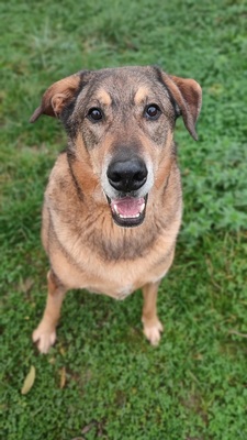 Rocky hübscher Schäferhund Mix Rüde sucht sein Zuhause, Schäferhund - Rüde