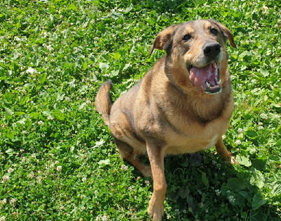 Rocky hübscher Schäferhund Mix Rüde sucht sein Zuhause, Schäferhund - Rüde