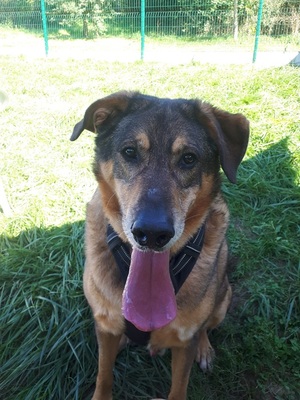 Rocky hübscher Schäferhund Mix Rüde sucht sein Zuhause, Schäferhund - Rüde