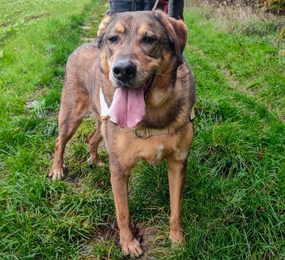 Rocky hübscher Schäferhund Mix Rüde sucht sein Zuhause, Schäferhund - Rüde