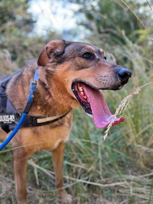 Rocky hübscher Schäferhund Mix Rüde sucht sein Zuhause, Schäferhund - Rüde