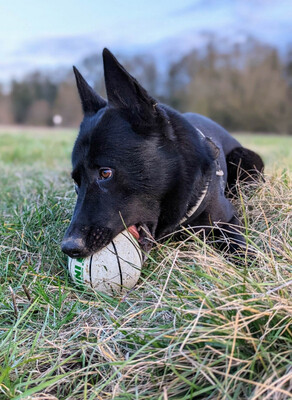 Rocky hübscher Schäferhund Mix Rüde sucht sein Zuhause, Schäferhund - Rüde