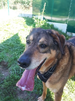 Rocky hübscher Schäferhund Mix Rüde sucht sein Zuhause, Schäferhund - Rüde