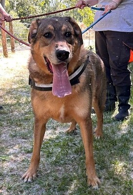 Rocky hübscher Schäferhund Mix Rüde sucht sein Zuhause, Schäferhund - Rüde