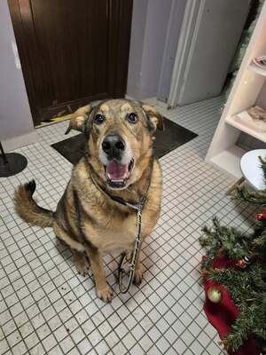 Rocky hübscher Schäferhund Mix Rüde sucht sein Zuhause, Schäferhund - Rüde