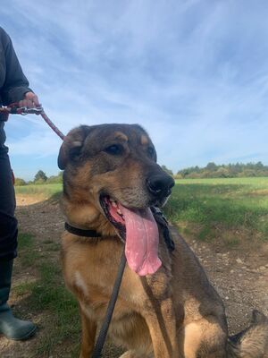 Rocky hübscher Schäferhund Mix Rüde sucht sein Zuhause, Schäferhund - Rüde