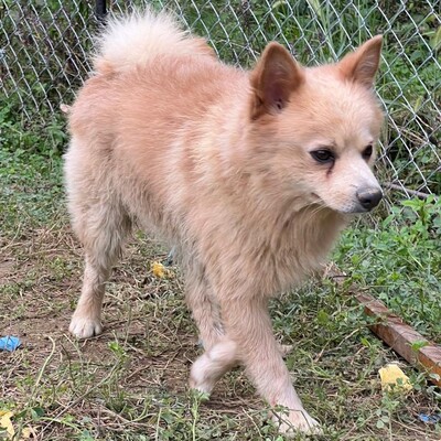 Rocky - ist anhänglich und gelehrig, Spitz-Mischling - Rüde