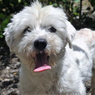 💖💢Rocky ist ein ganz entzückender kleiner Hundemann, der ausgesprochen liebenswert  und für alles und jedes dankbar ist💥, Malteser - Rüde