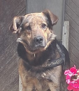 Rocky, keine Ahnung - Rüde