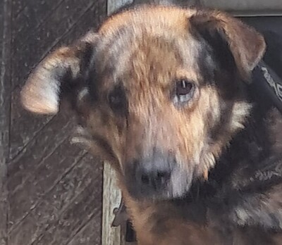 Rocky, keine Ahnung - Rüde