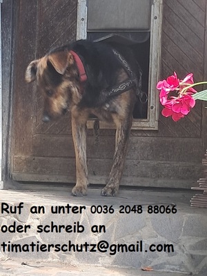 Rocky, keine Ahnung - Rüde