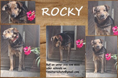 Rocky, keine Ahnung - Rüde
