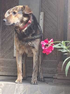 Rocky, keine Ahnung - Rüde