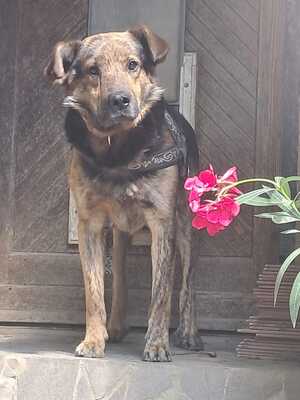 Rocky, keine Ahnung - Rüde