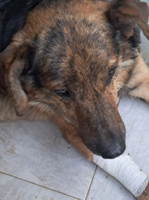 Rocky, keine Ahnung - Rüde