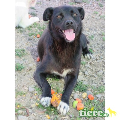 Rocky -kinderlieb,freundl,sozial,ausgegliche, hunde/katzenverträgl, Mischling - Rüde