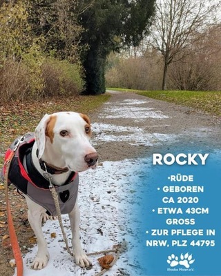 Rocky ( zur Pflege in NRW, PLZ 447959, Mischling - Rüde