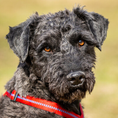 Rodin, Puli-Mix - Rüde