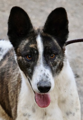 Rodolfo, Mix - Rüde