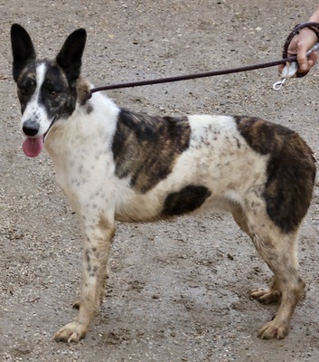 Rodolfo, Mix - Rüde