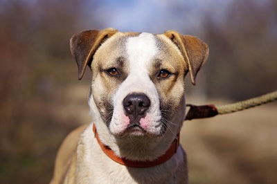 Rodrigo, Mischling Welpen - Rüde