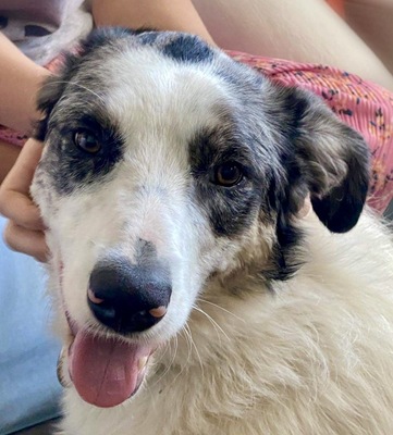 Rodrigo, Pastor Alemán Husky Mix - Rüde