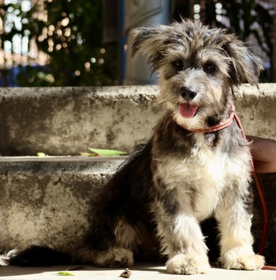 Roger, Terrier - Mix - Rüde