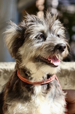 Roger, Terrier - Mix - Rüde