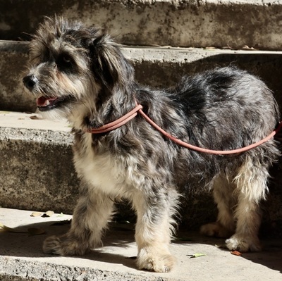 Roger, Terrier - Mix - Rüde