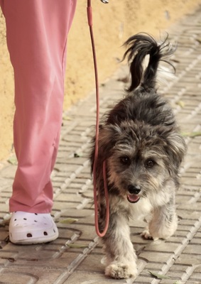 Roger, Terrier - Mix - Rüde