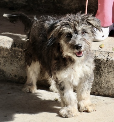 Roger, Terrier - Mix - Rüde