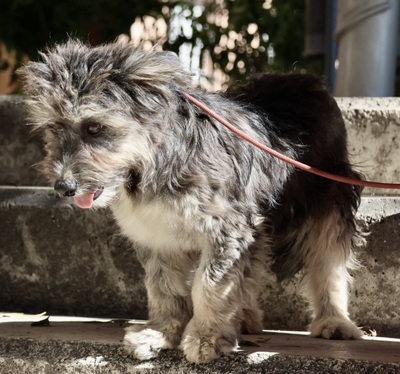 Roger, Terrier - Mix - Rüde