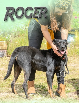 Roger - wurde einfach zurückgelassen, Mischling - Rüde