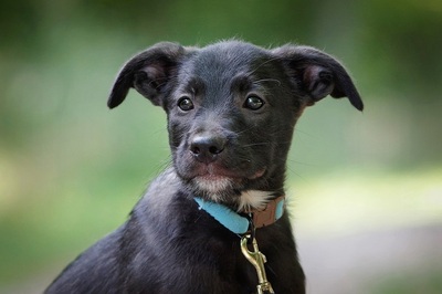 Rokko, Mischling Welpen - Rüde