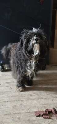 Roky, unser Strubbelchen sucht sein Für immer Zuhause, Mischling - Rüde