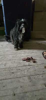 Roky, unser Strubbelchen sucht sein Für immer Zuhause, Mischling - Rüde