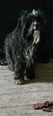 Roky, unser Strubbelchen sucht sein Für immer Zuhause, Mischling - Rüde