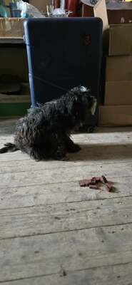 Roky, unser Strubbelchen sucht sein Für immer Zuhause, Mischling - Rüde