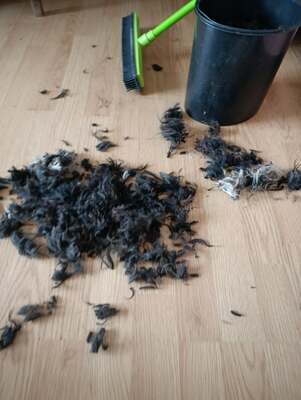 Roky, unser Strubbelchen sucht sein Für immer Zuhause, Mischling - Rüde