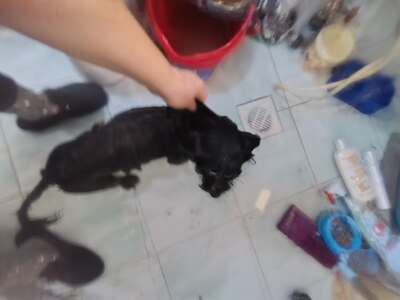 Roky, unser Strubbelchen sucht sein Für immer Zuhause, Mischling - Rüde