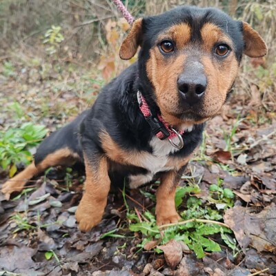 🌷Rolada ist eine 1,2 Jahre junge Sharpei-Mischlingshündin 💥, Sharpei- Mischling - Hündin