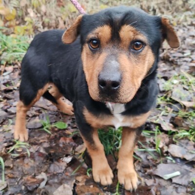 🌷Rolada ist eine 1,2 Jahre junge Sharpei-Mischlingshündin 💥, Sharpei- Mischling - Hündin