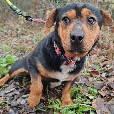 🌷Rolada ist eine 1,2 Jahre junge Sharpei-Mischlingshündin 💥, Sharpei- Mischling - Hündin