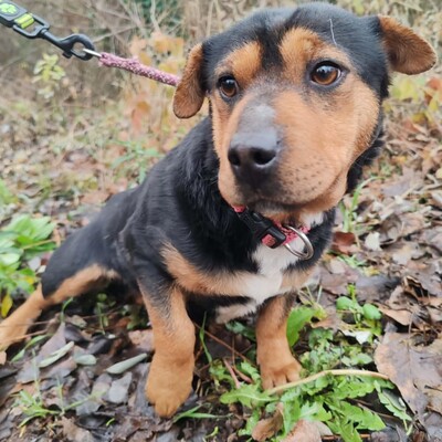 🌷Rolada ist eine 1,2 Jahre junge Sharpei-Mischlingshündin 💥, Sharpei- Mischling - Hündin