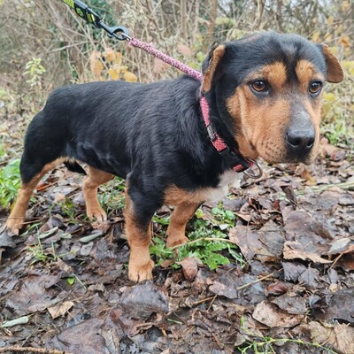 🌷Rolada ist eine 1,2 Jahre junge Sharpei-Mischlingshündin 💥, Sharpei- Mischling - Hündin