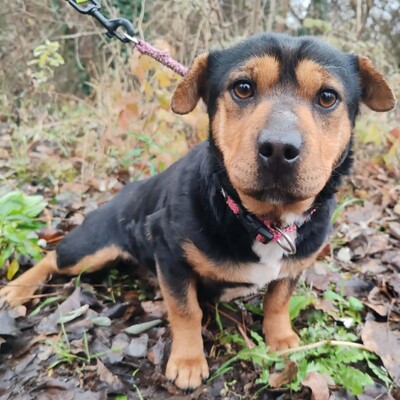 🌷Rolada ist eine 1,2 Jahre junge Sharpei-Mischlingshündin 💥, Sharpei- Mischling - Hündin