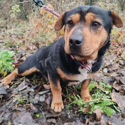 🌷Rolada ist eine 1,2 Jahre junge Sharpei-Mischlingshündin 💥, Sharpei- Mischling - Hündin